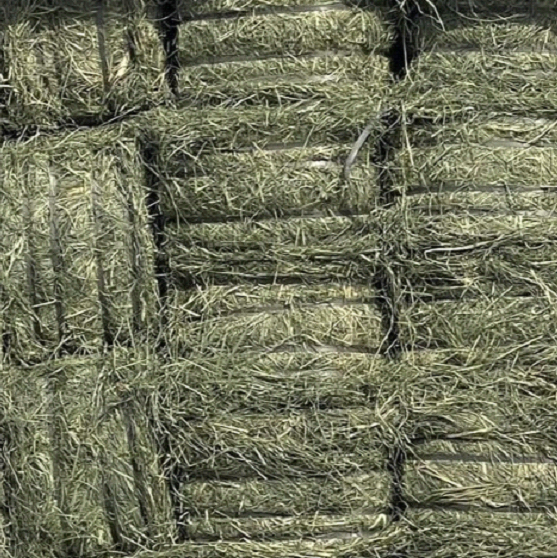 Bundle Rhodes Grass - Premium Animal Feed | 6-7 Kg Bales | Protein-Rich & Nutrient-Dense