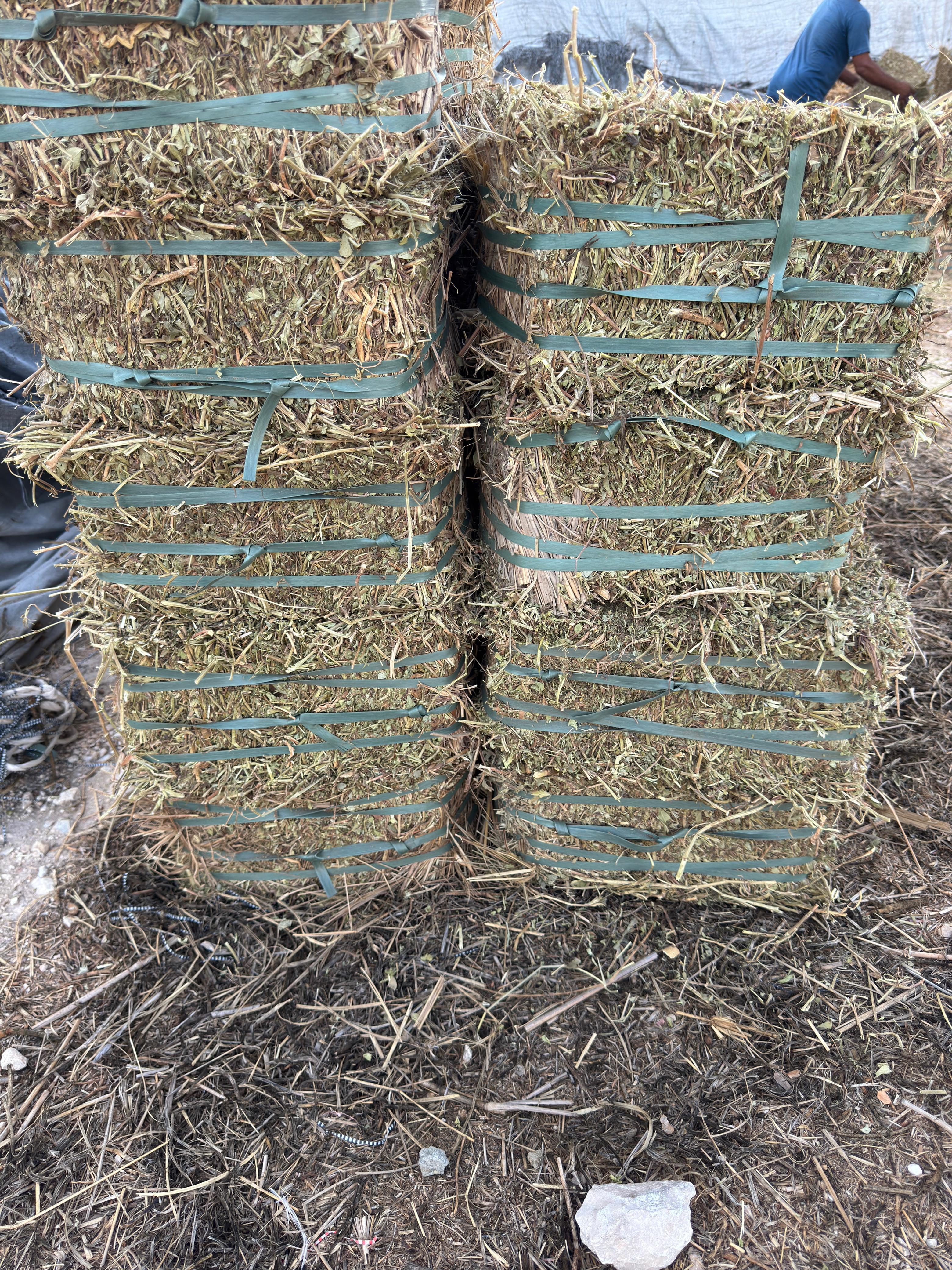 Peanut Straw  - High-Quality Animal Feed, 5-7 Kg Bales, Protein-Rich, Moisture-Controlled, 8 QAR